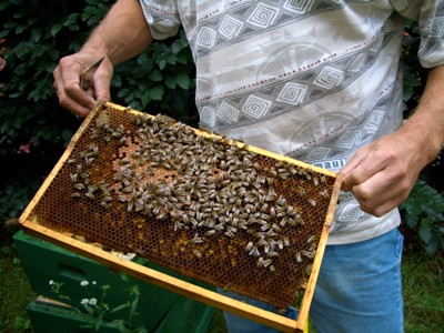 Wabe mit Bienen